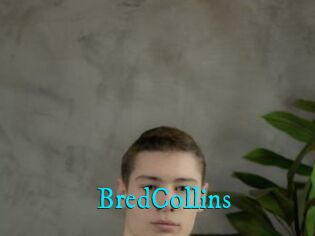 BredCollins
