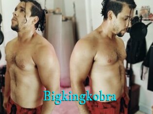 Bigkingkobra