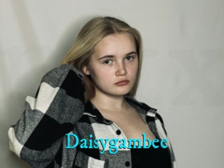 Daisygambee
