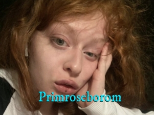 Primroseborom
